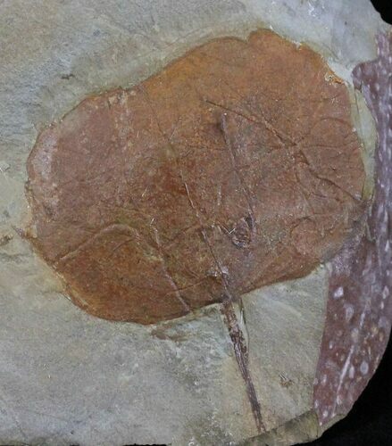 Fossil Leaf (Zizyphoides flabellum) - Montana #29110